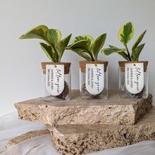 Load image into Gallery viewer, Leaf Jar Favours - MINIMUM 8-WEEK LEAD TIME (from $236 for set of 20 Leaf Jars)