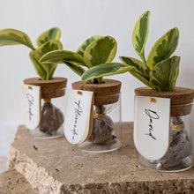 Load image into Gallery viewer, Leaf Jar Favours - PRE-ORDER for MAY 2025 WEDDING DATES (from $236 for set of 20 Leaf Jars)
