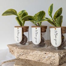 Load image into Gallery viewer, Leaf Jar Favours - PRE-ORDER for MAY 2025 WEDDING DATES (from $236 for set of 20 Leaf Jars)
