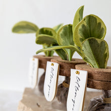 Load image into Gallery viewer, Leaf Jar Favours - PRE-ORDER for MAY 2025 WEDDING DATES (from $236 for set of 20 Leaf Jars)
